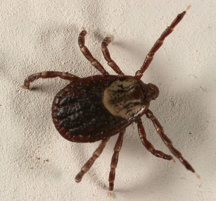 Vaccine for Lyme Disease