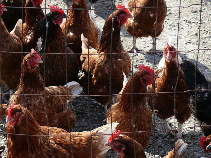 Avian Flu