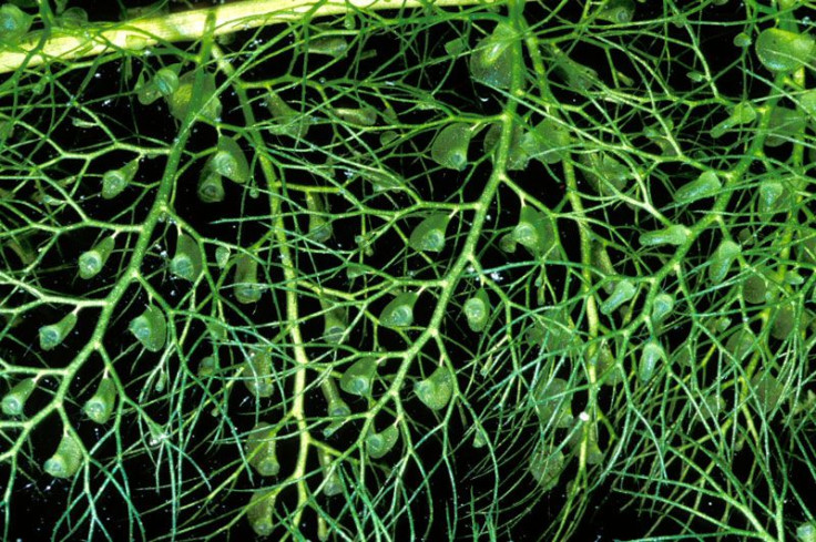 Bladderwort - Junk DNA Purpose in Humans