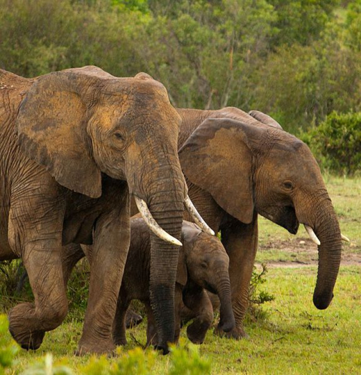 Family of elephants