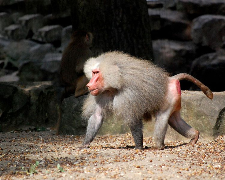 baboon