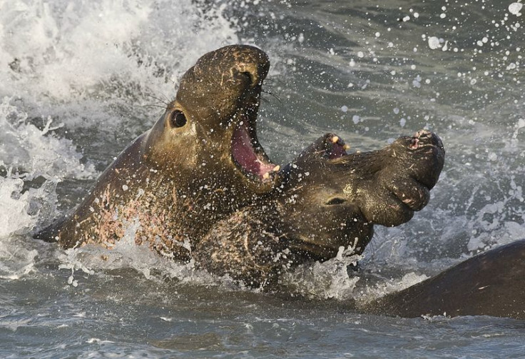 elephant seals