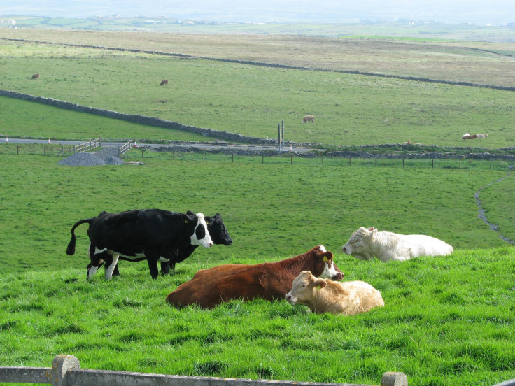 Ireland's Potato Famine, Decoded