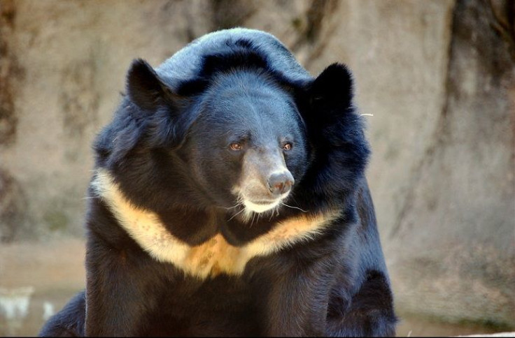 Asiatic Black Bear