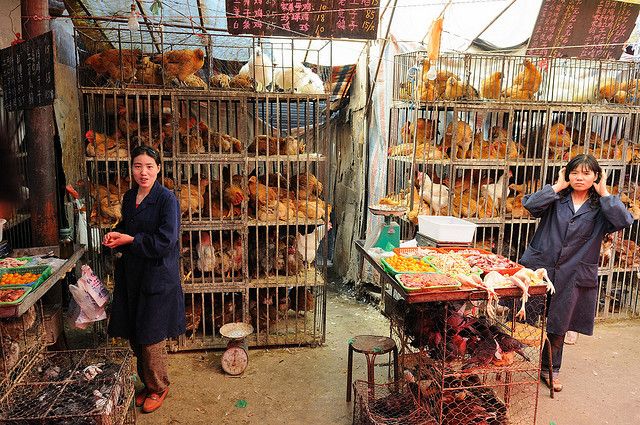 As H7N9 Epidemic Fades Bird Flu Experts Identify How The Virus Spreads   China Chicken Market 