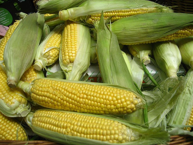 Corn