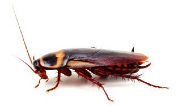 German cockroach