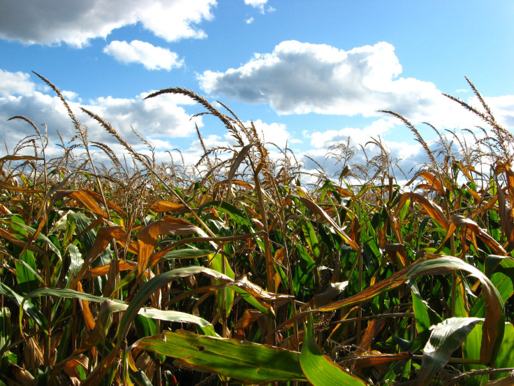 Protesters March Globally In More Than 400 Cities Against Genetically Modified Crops