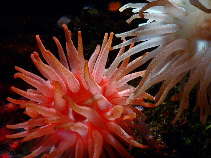 sea anemone.