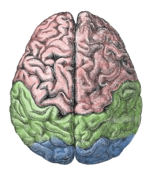 Scientists Link Specific Brain Cell Types to Behavior
