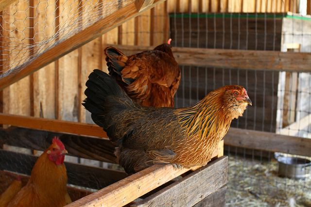 Following an EU-ban on antibiotics, scientists pave the way for a vaccine to combat a devastating avian disease. The technology could be adapted to fight food poisoning and bioterror.