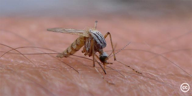 west nile virus mosquito