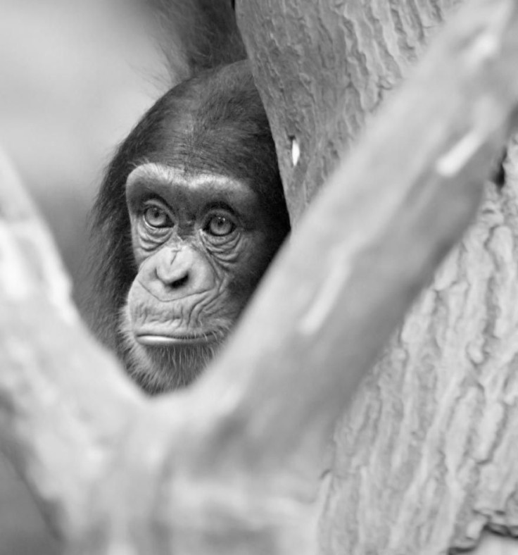 Chimpanzees And Bonobos Show Emotion In Decision-Making
