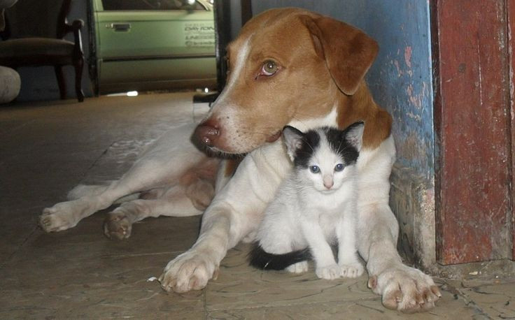 Lazy cat and dog