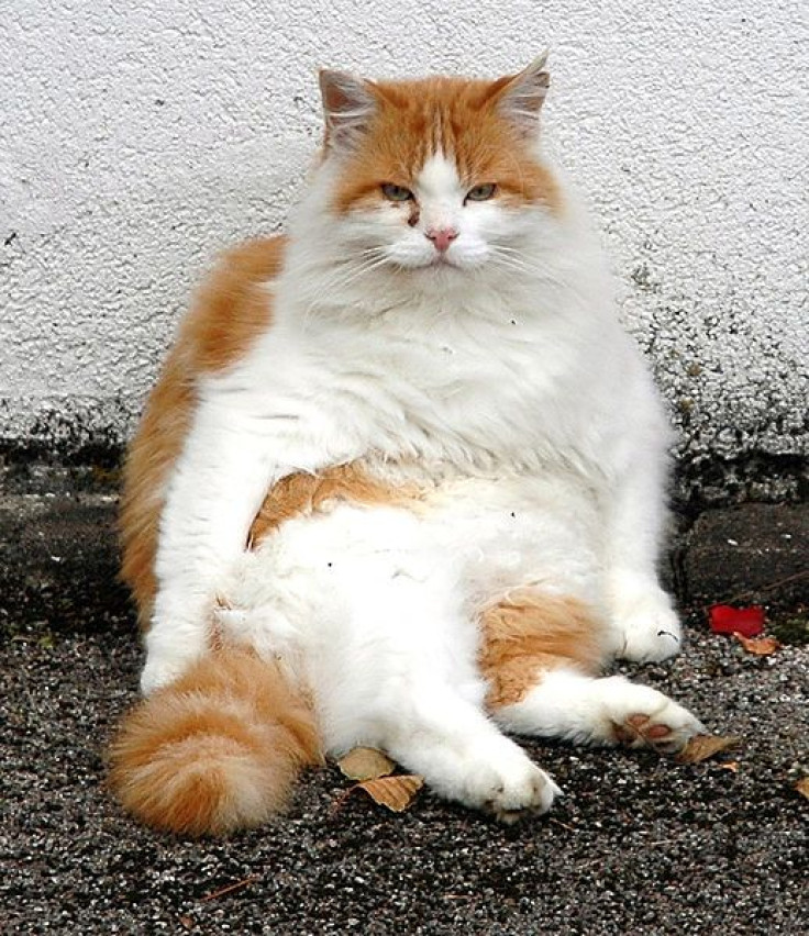 An obese cat on the street.
