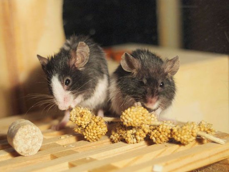Gay Mice? Females Without Serotonin Display Homosexual Preference