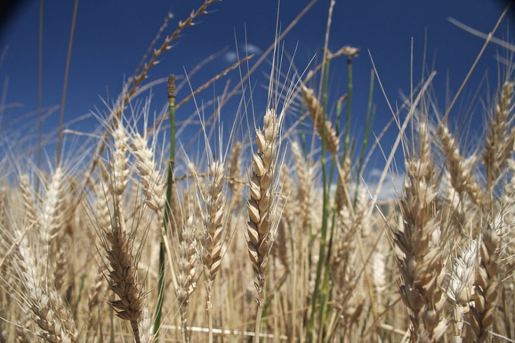 Wheat in Oregon