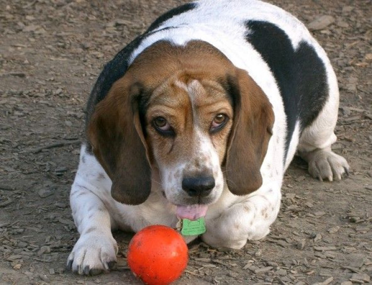 A fat beagle.