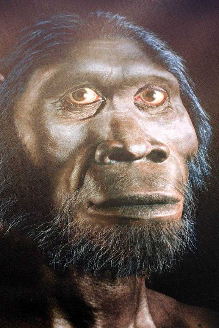 Diet Likely Changed For Hominids 3.5 M Years AGo