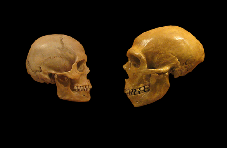 Neanderthal Skull and human skull