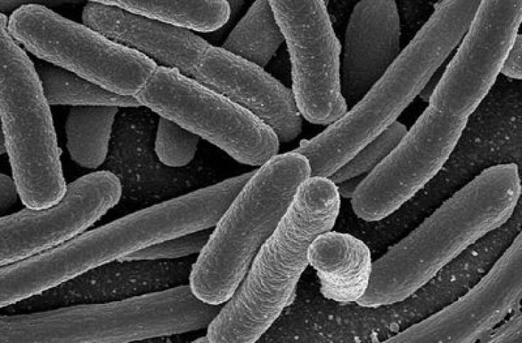 bacteria gut