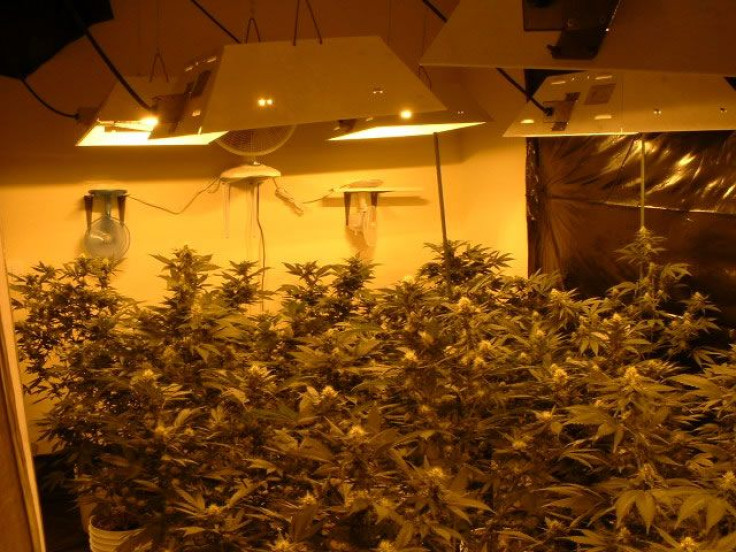 Indoor cannabis growing