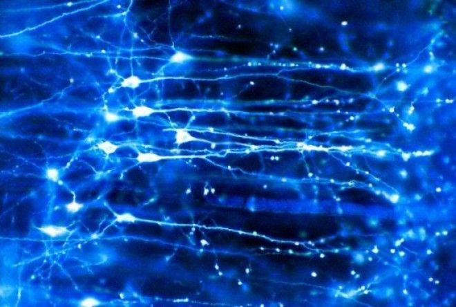 Neuronal Connections Protected in New Multiple Sclerosis Treatment