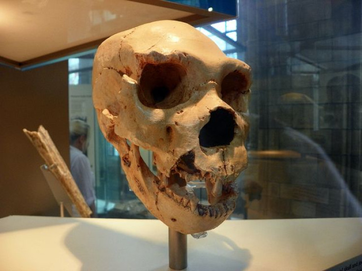 Homo sapiens neanderthalensis skull. Natural History Museum, London.