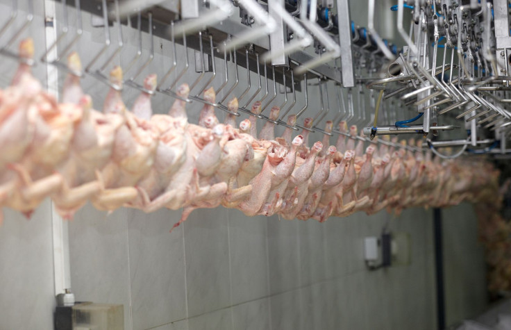 Many Poultry Plant Workers in Pain