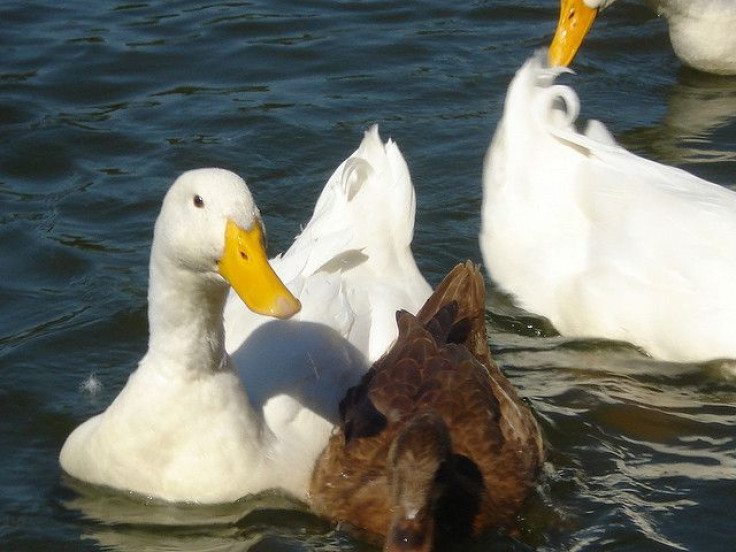 Geneticists sequence the duck genome and find evidence supporting why they are such good reservoirs for avian influenza viruses. 