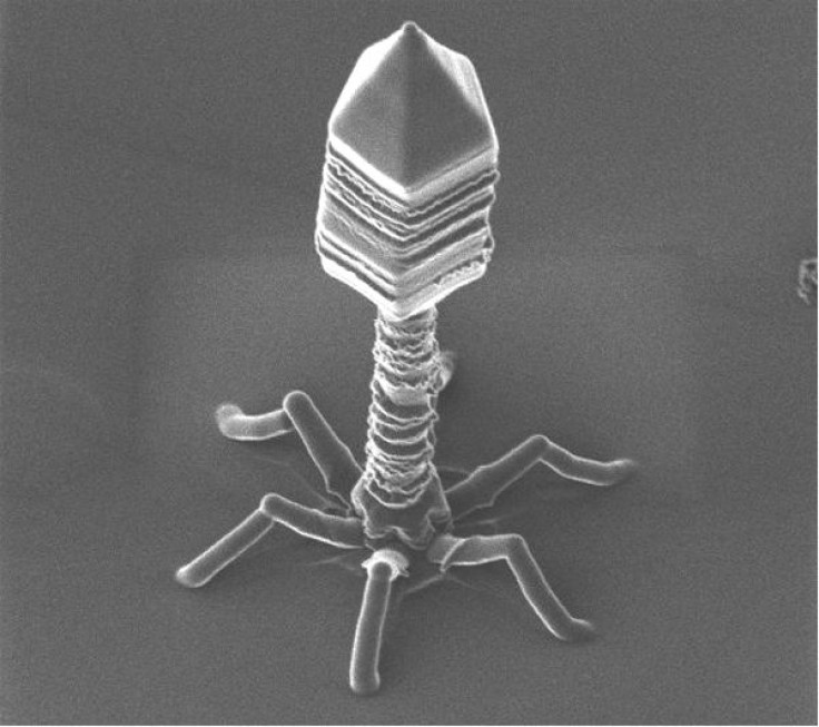 phage