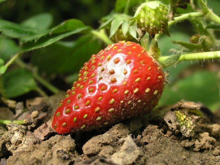 Strawberry on ground