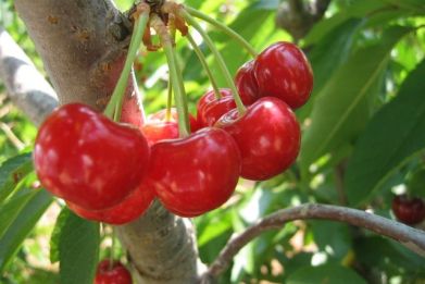 One cup of cherries a day can lead to better sleep and even combat age-related diseases and cancers.