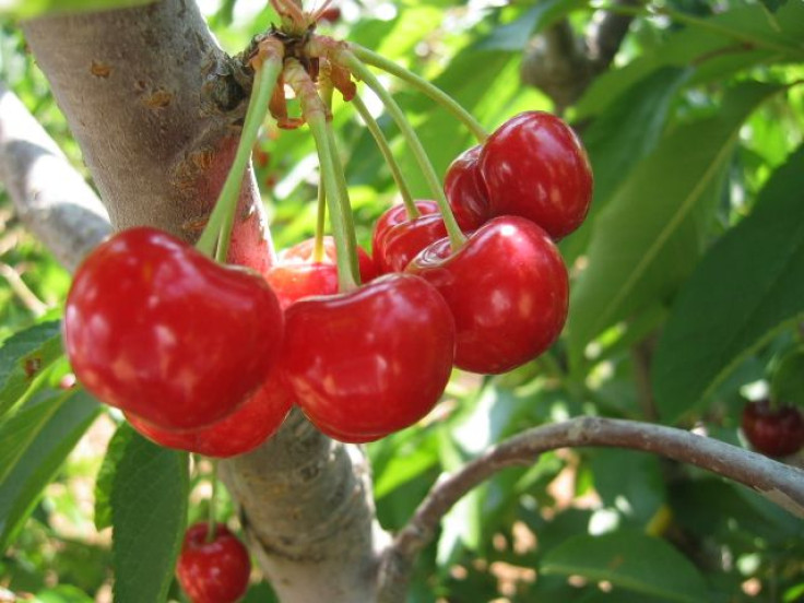 Cherries on branch