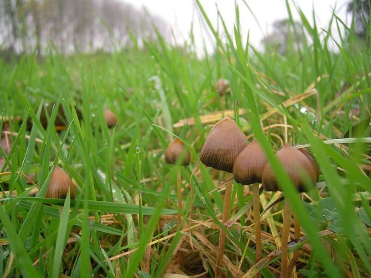 magic mushrooms