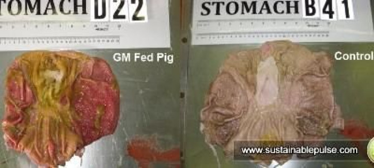 pigs fed gm grain