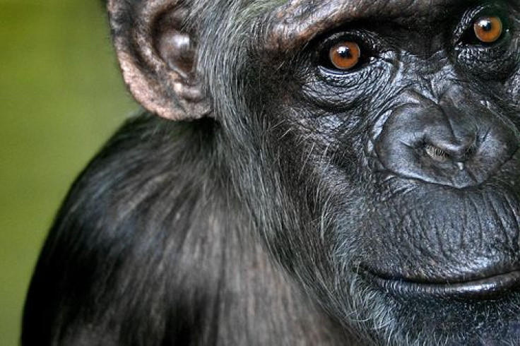 chimpanzee research