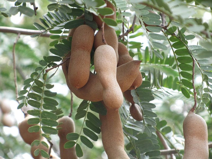 tamarind