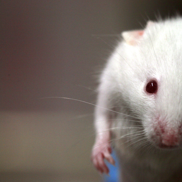 Chemical Improves Memory in Mice, May Set Stage For Humans