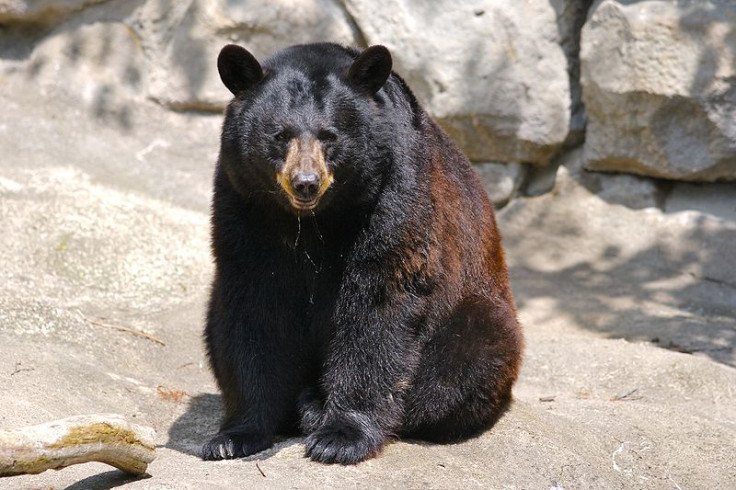 Black bear