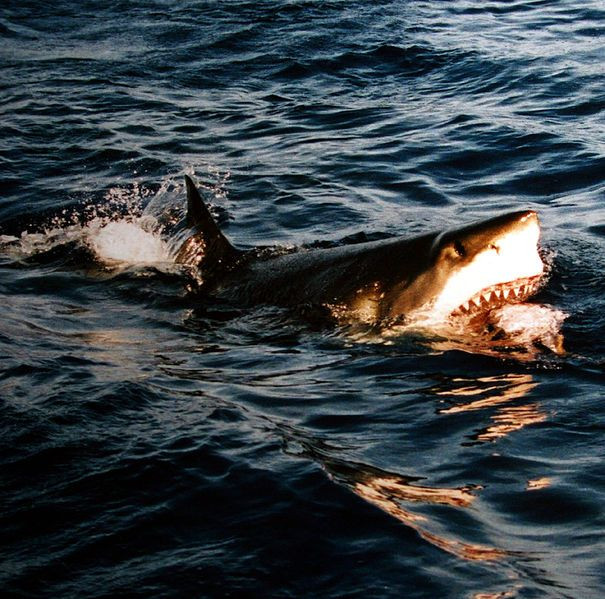 Shark Attack