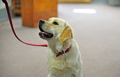 How To Prepare For Take Your Dog To Work Day