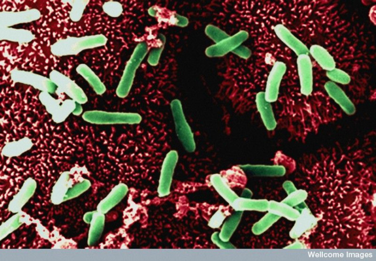 bacteria c. diff fecal transplant