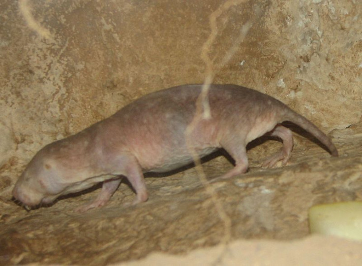 Anti-Cancer Mechanism Discovered in Naked Mole Rats