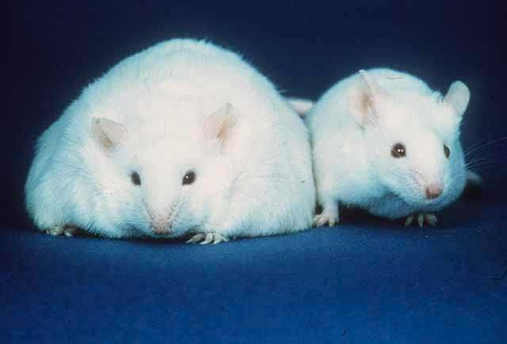 New Study Finds Mice Without RAP1 Gene Gain Weight At Abnormal Rate