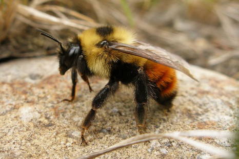 25,000 bumblebees were found dead this week in a Target parking lot in Oregon. Insecticides used on nearby linden trees are likely to blame.