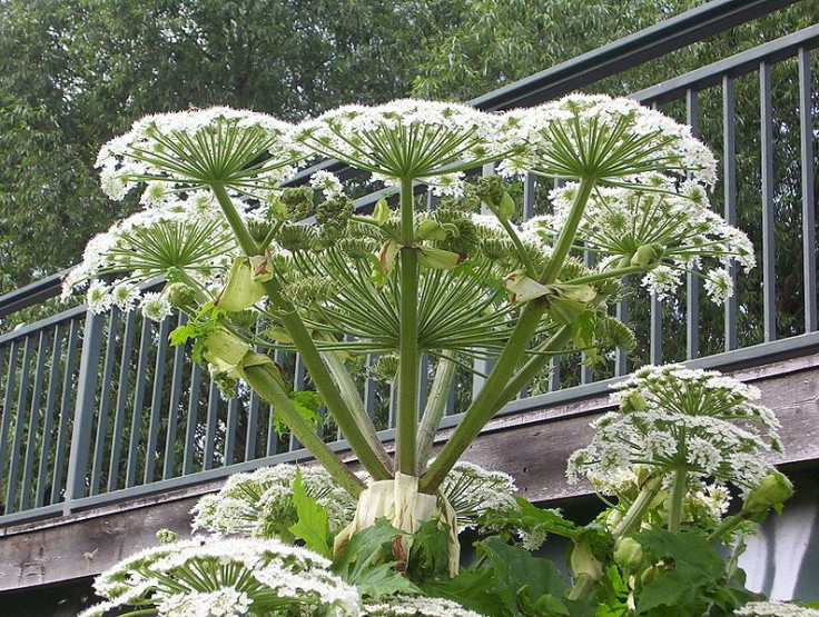 Giant Hogweed Plant