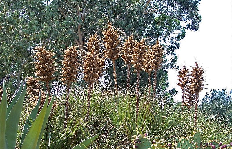 Puya chilensis plants