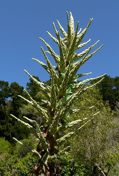 Puya chilensis plants