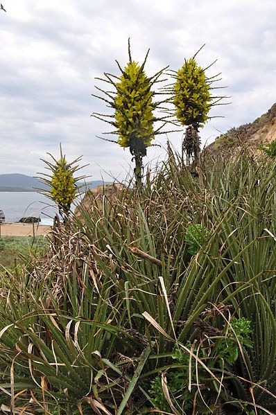 Puya chilensis plants